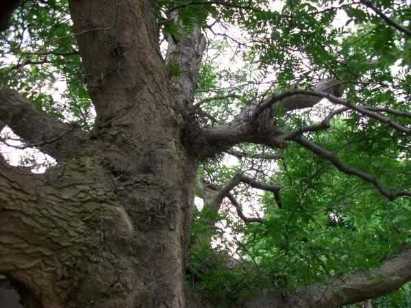 لیلکی ایرانی